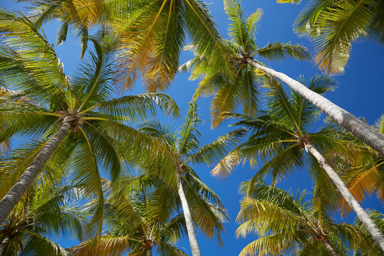 Pointe-à-Pitre