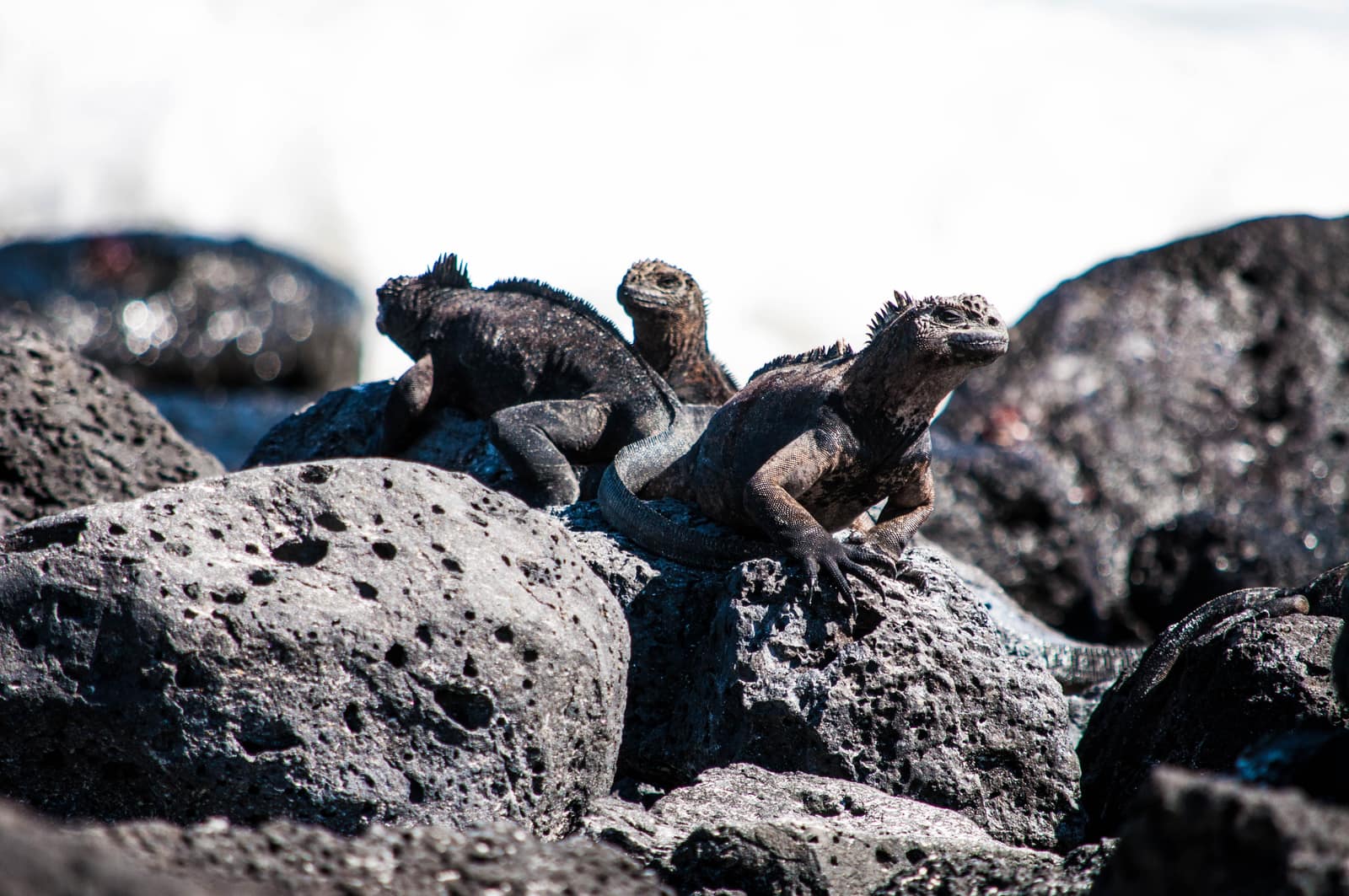 Dragon Hill, Santa Cruz Island, Galápagos