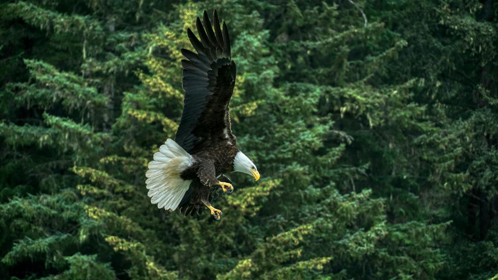 Haines, Alaska