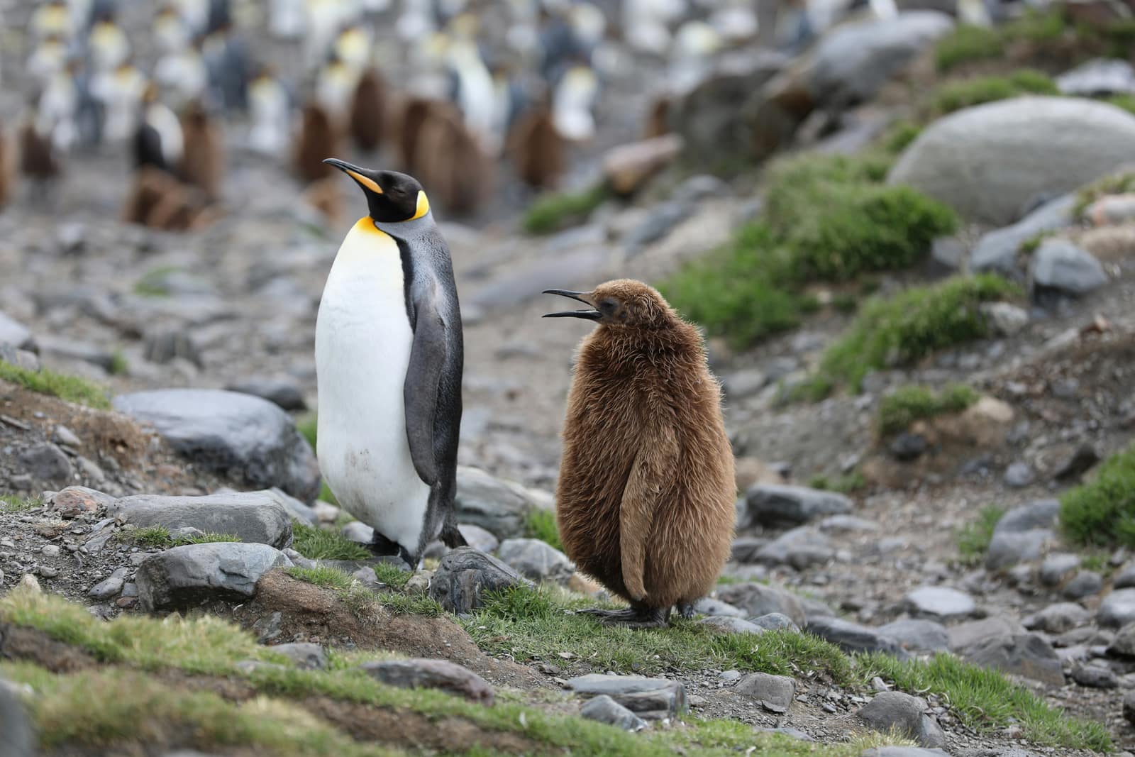 Antarctica