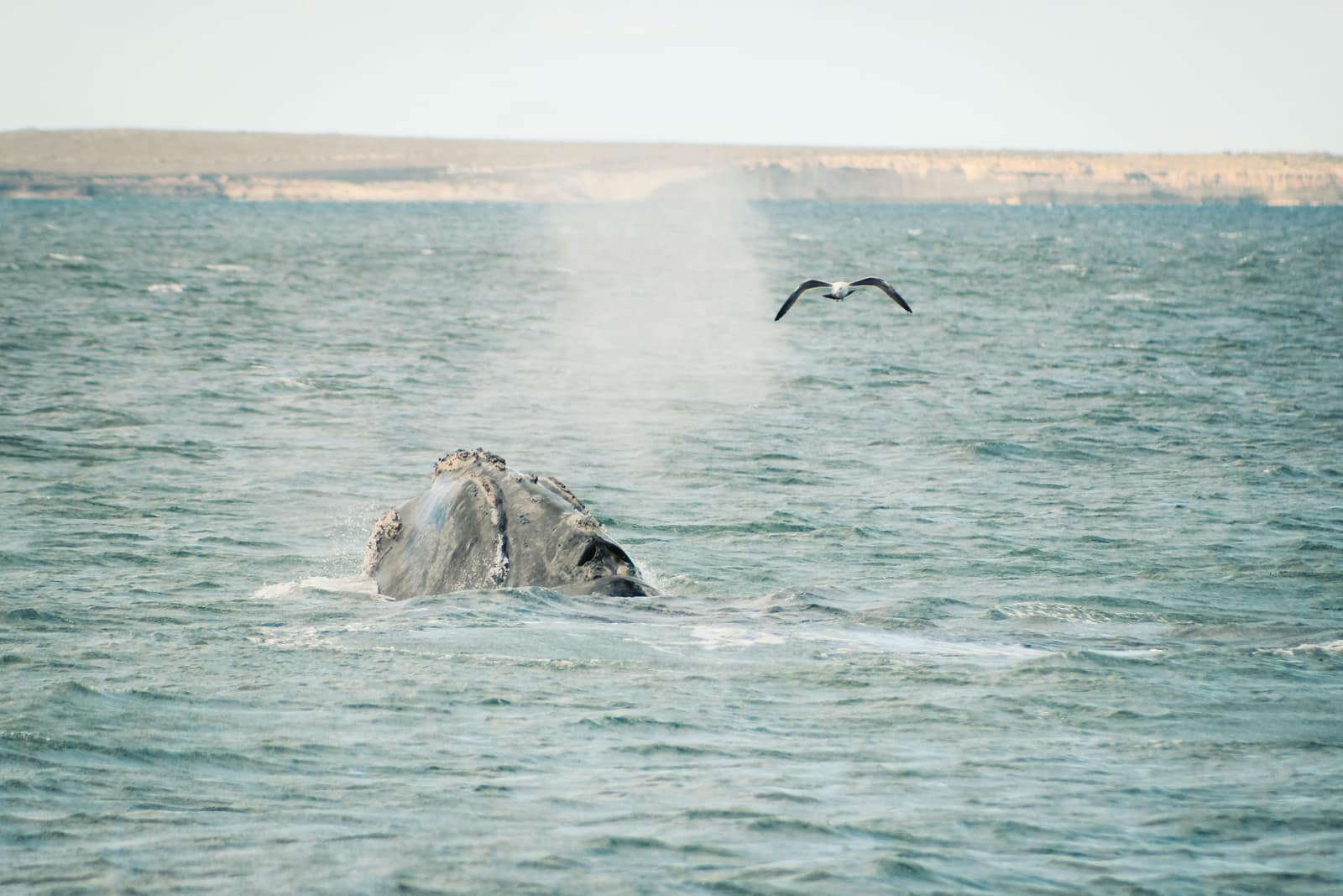 Puerto Madryn