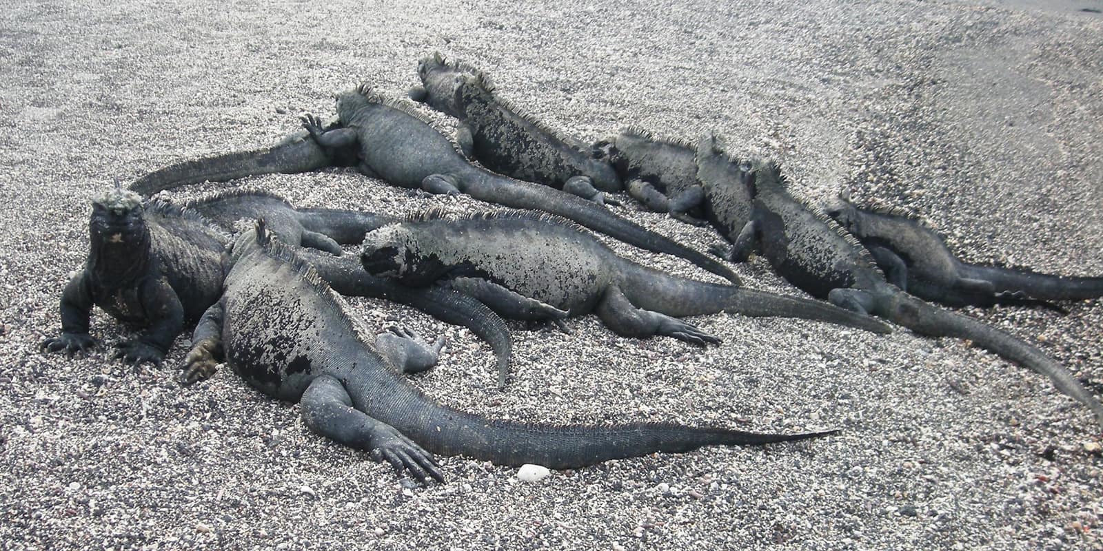 Mangle Point, Fernandina Island, Galápagos