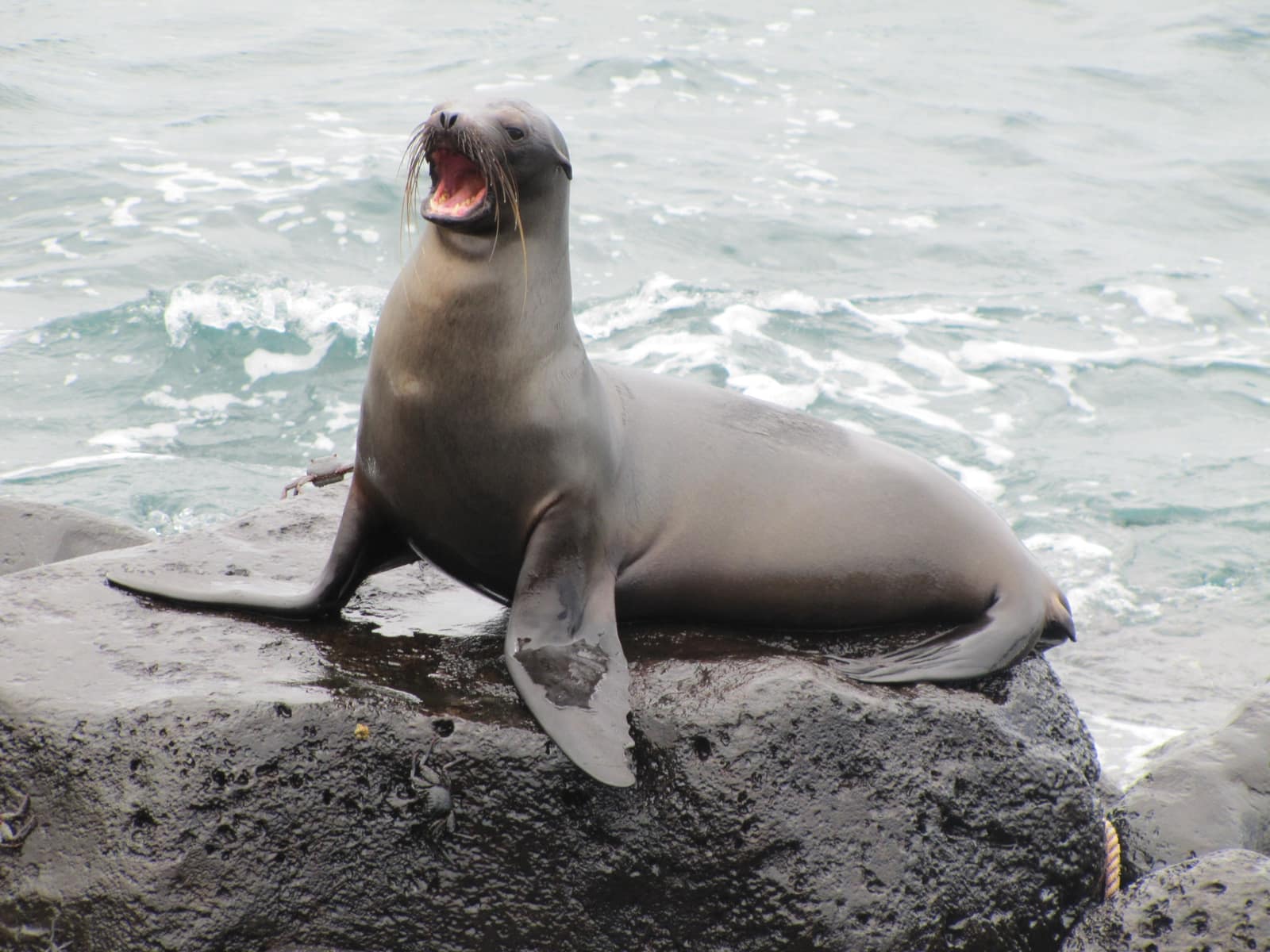 Cerro Brujo, San Cristóbal Island, Galápagos