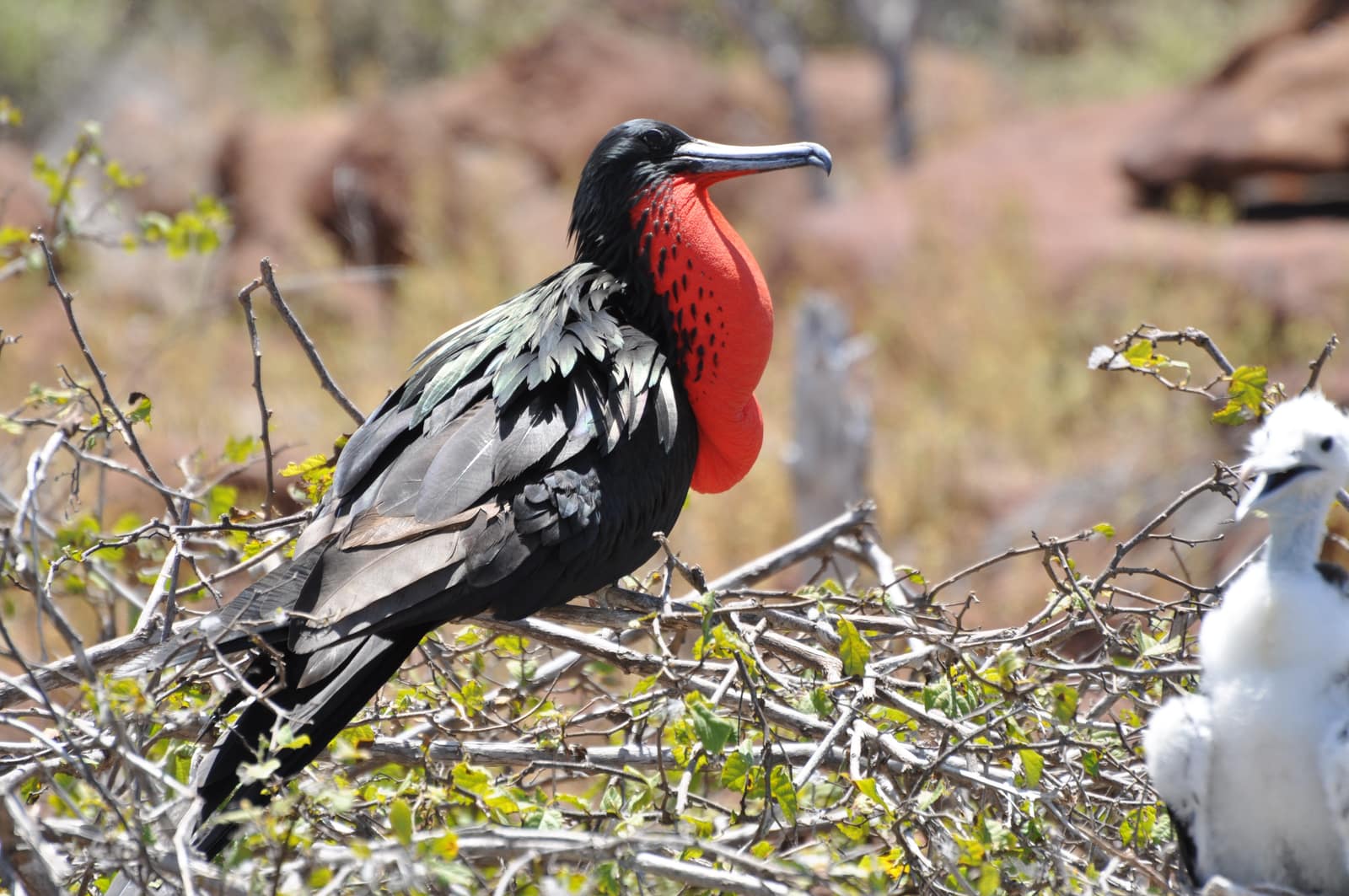 Mosquera Island, Galapagos