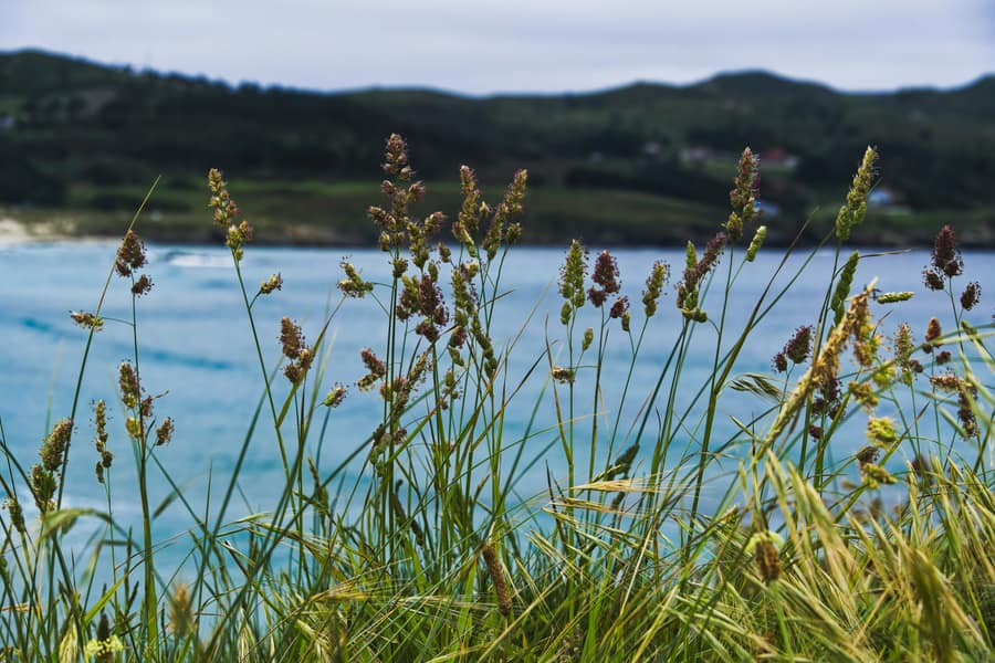 Ferrol