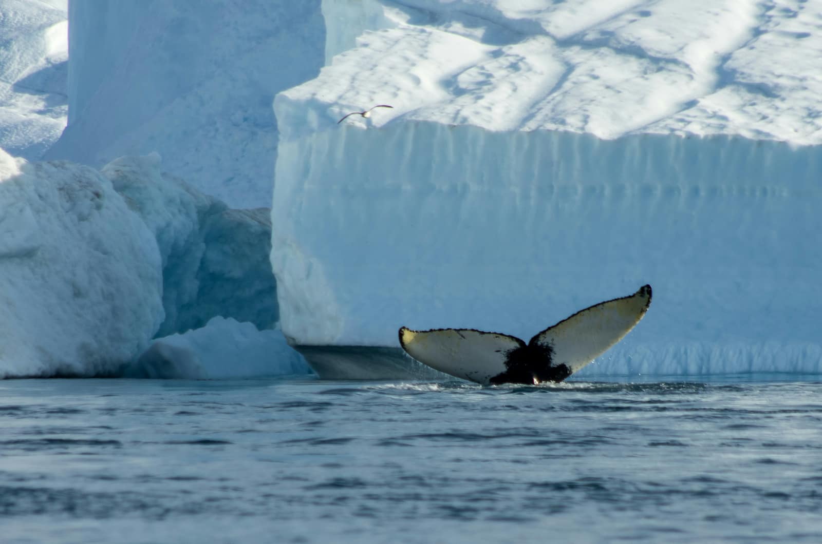 Disko Bay