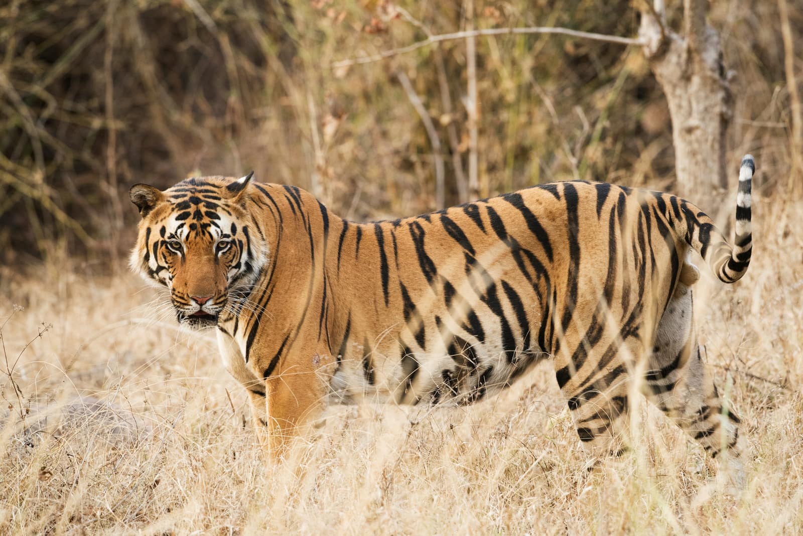 Nameri National Park