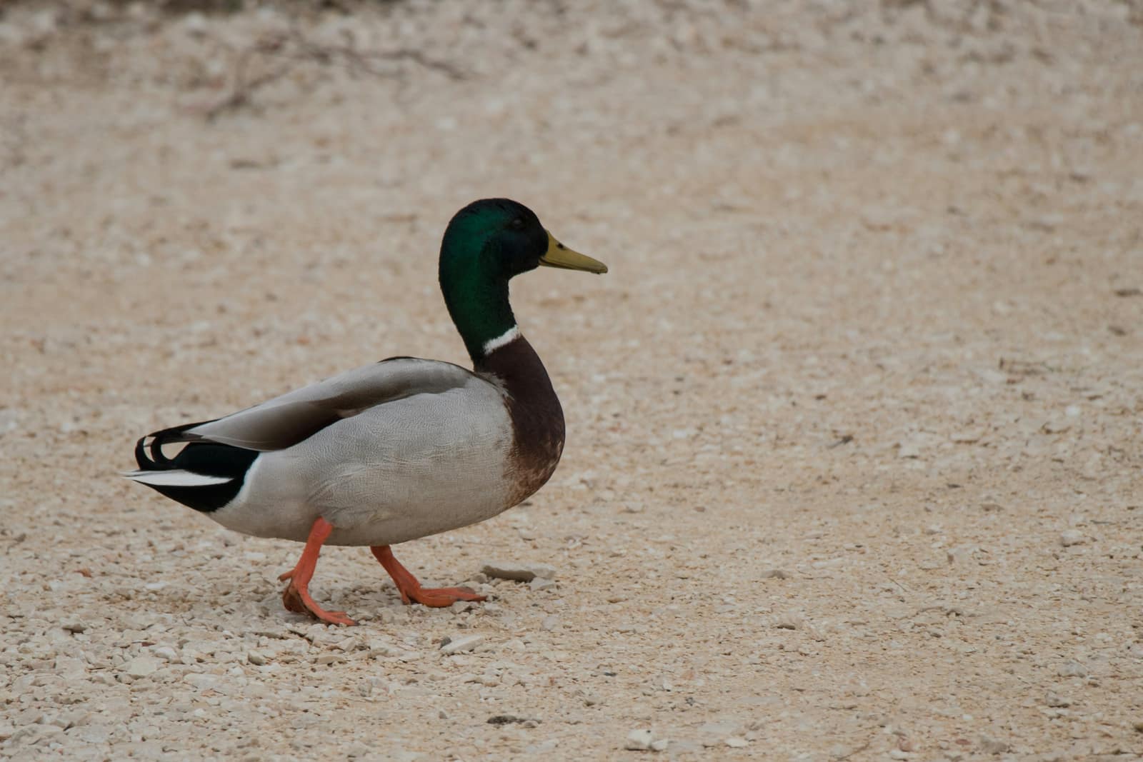Gallician