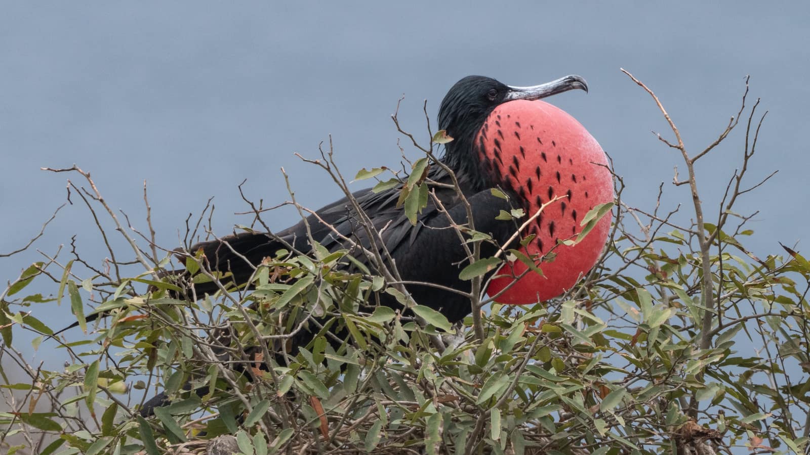 Genovesa Island, Galápagos