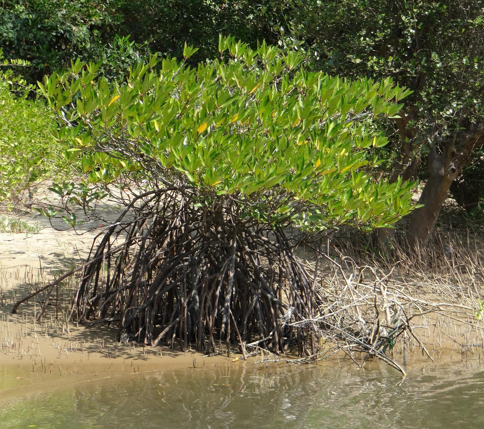 Black Turtle Cove, Santa Cruz Island, Galapagos