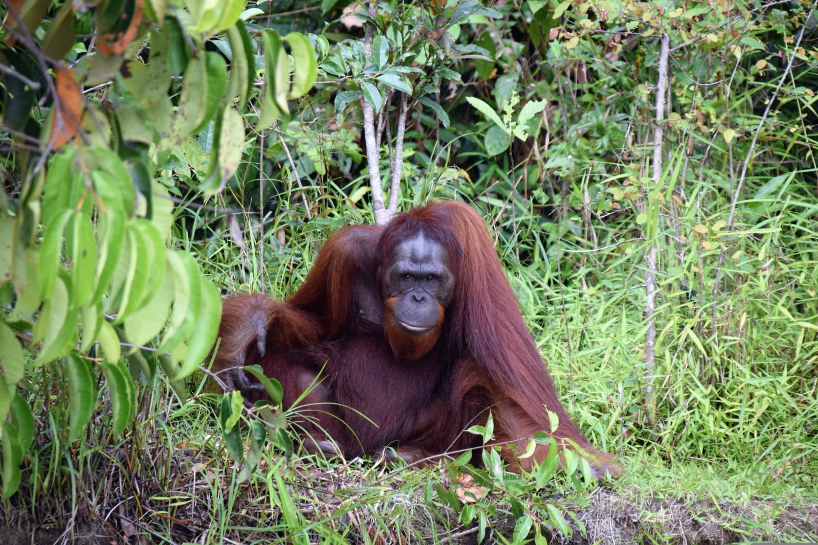 Sandakan, Sabah