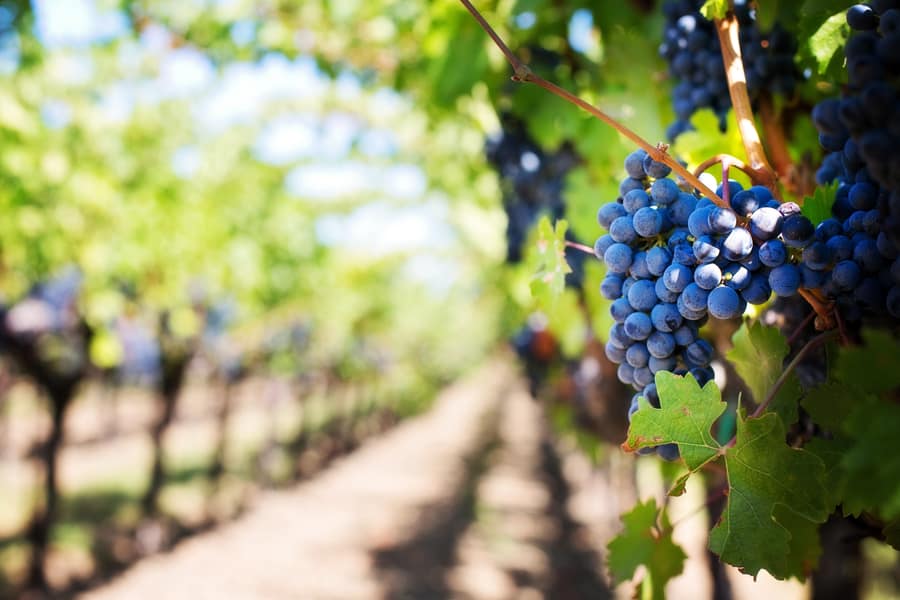 Pauillac