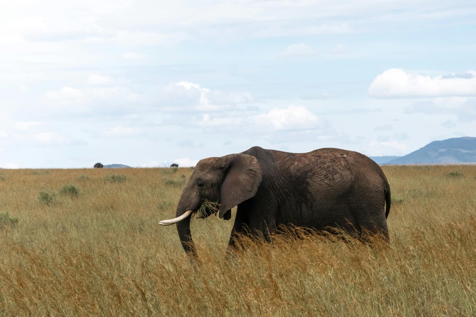 Maasai Mara National Reserve