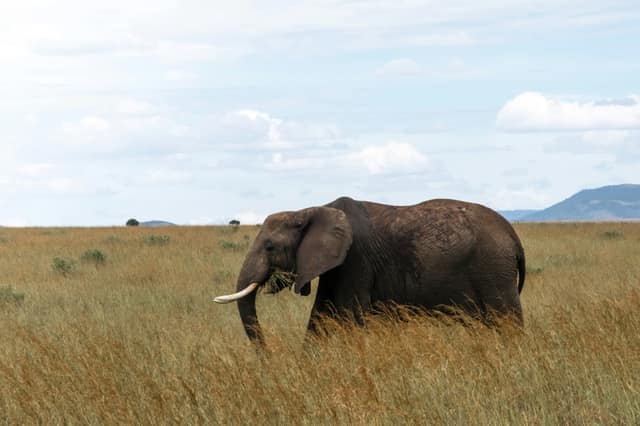 Maasai Mara National Reserve