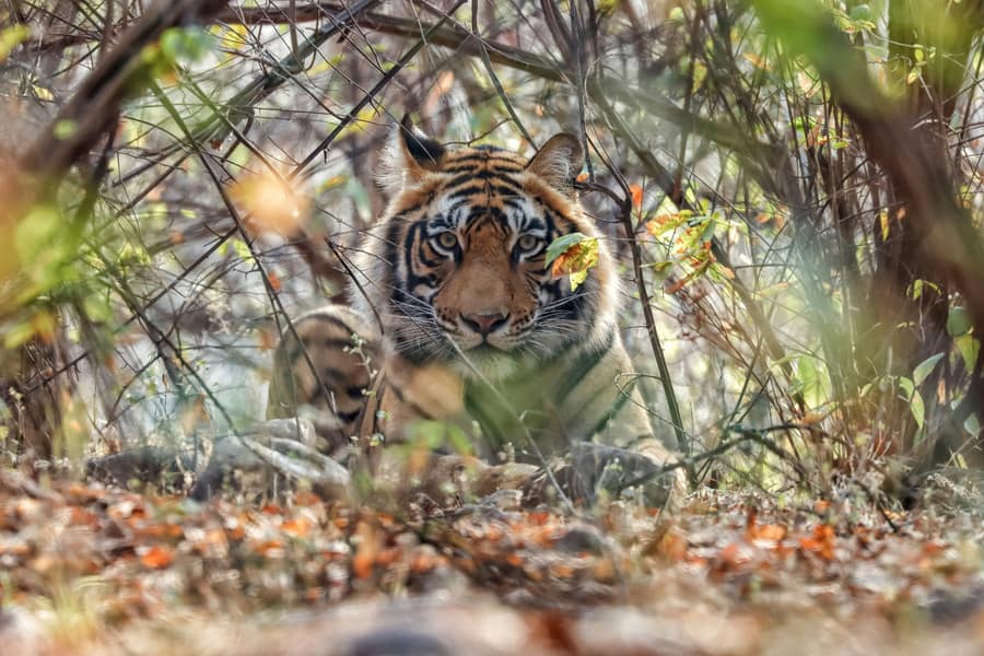 Ranthambore National Park