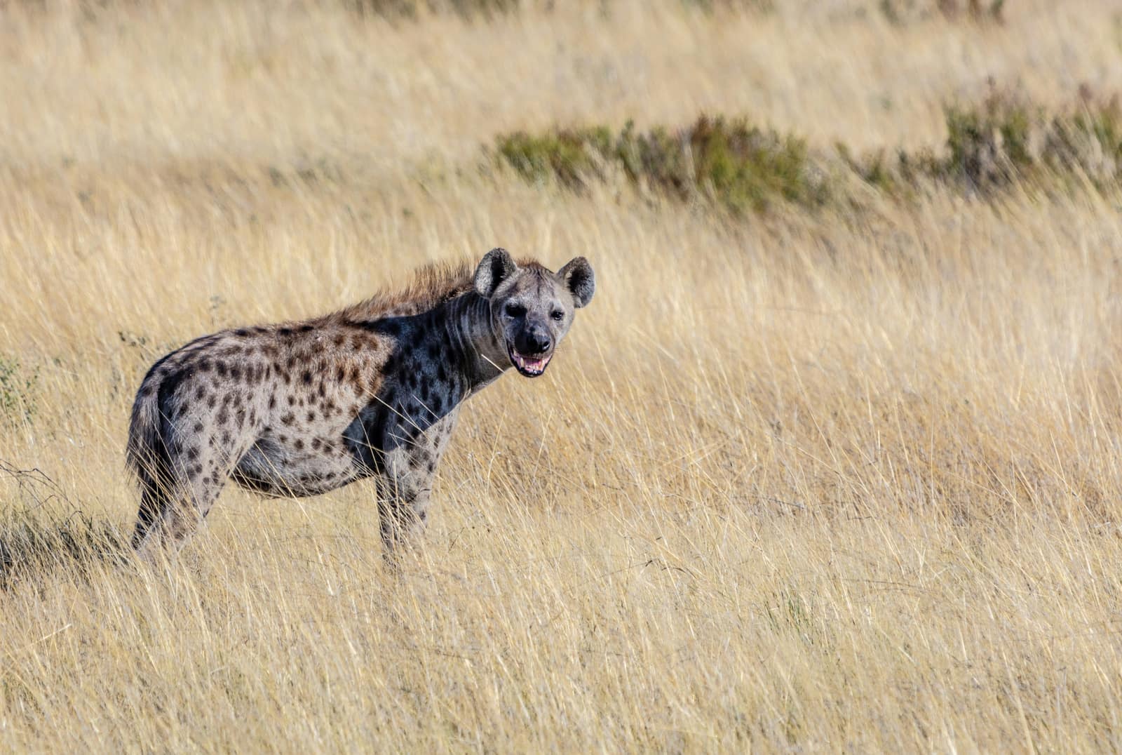 Etosha National Park