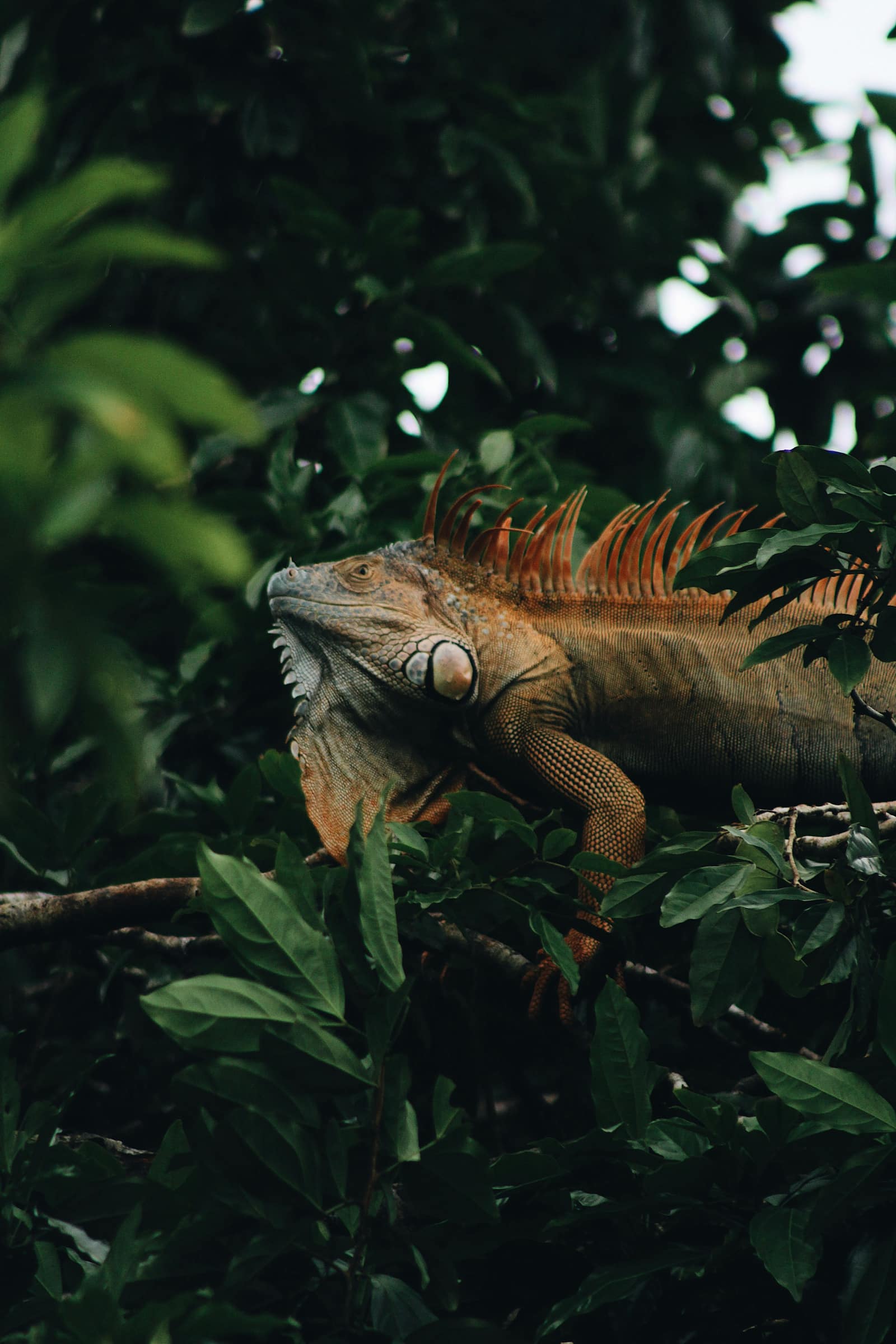 Tortuguero