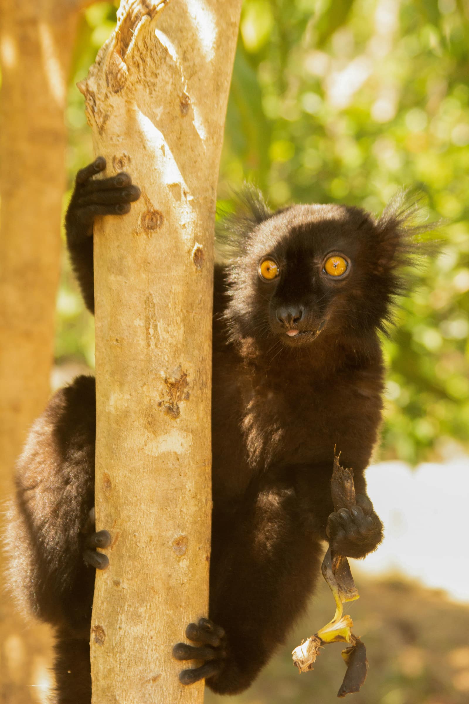 Nosy Komba