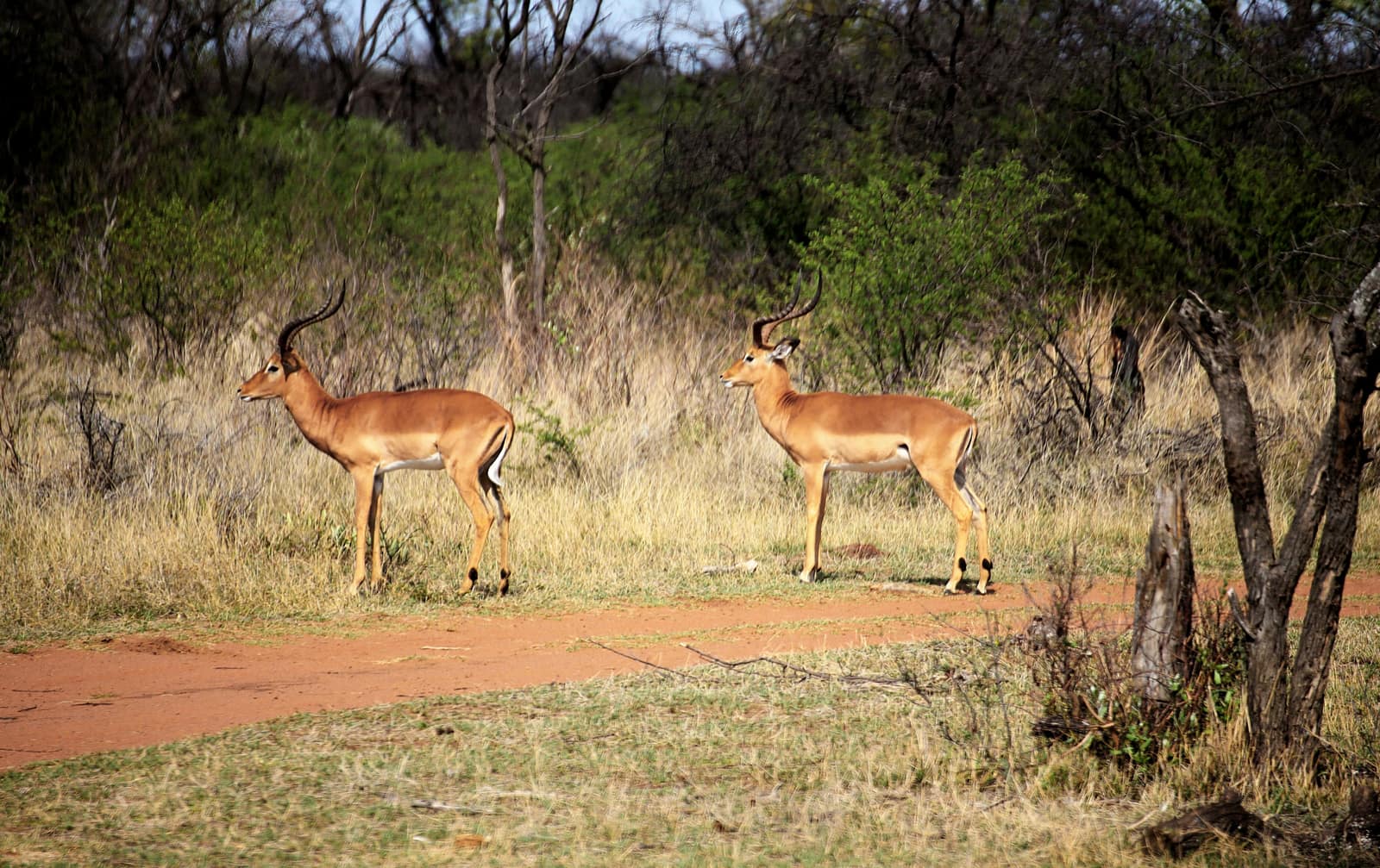 Kariega Game Reserve