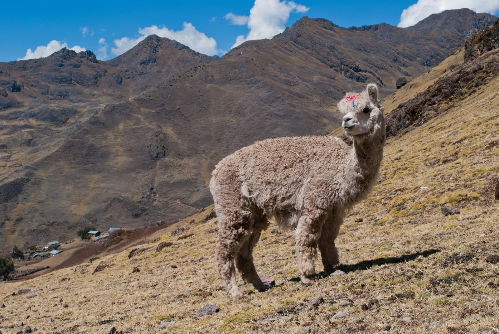 Lares