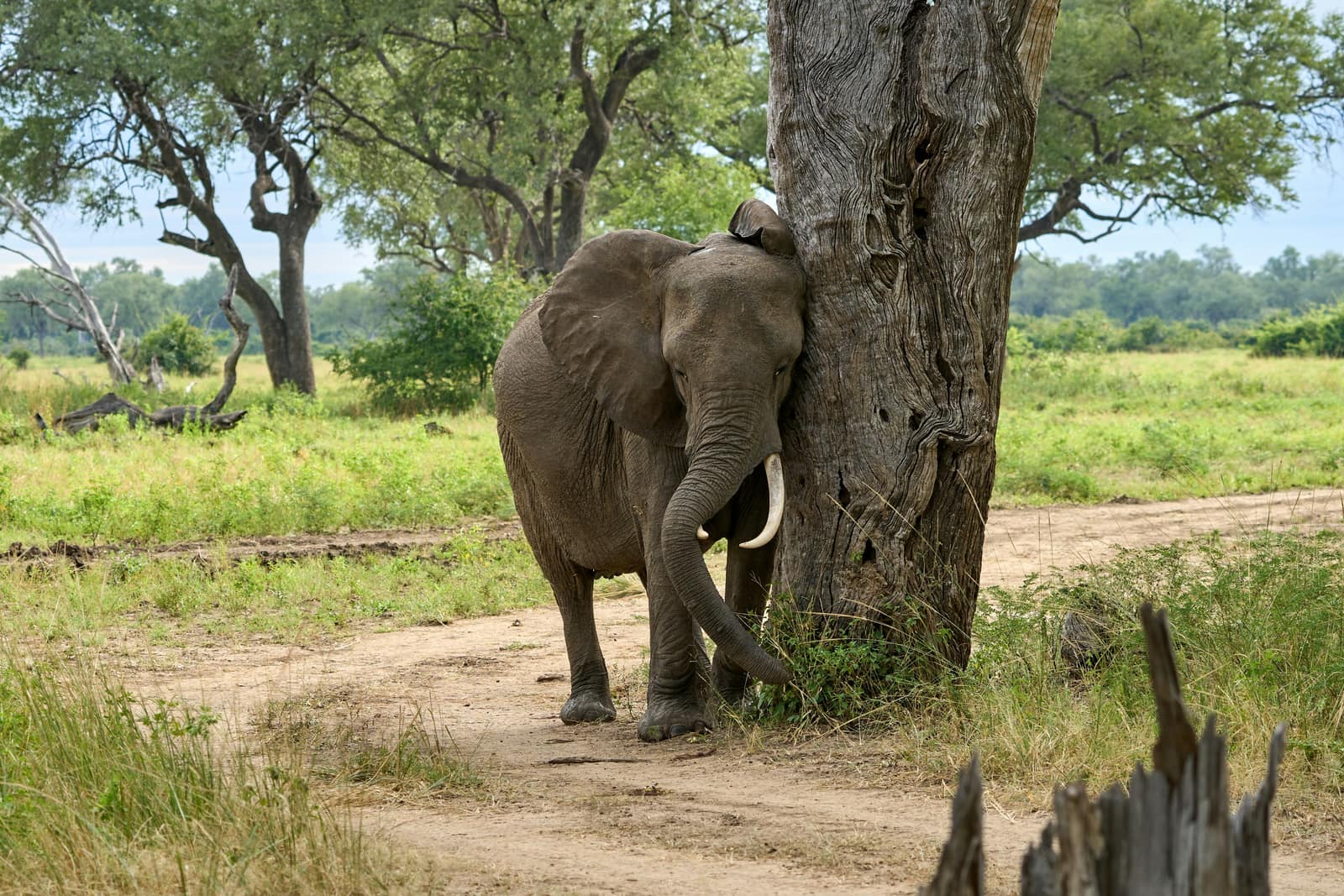South Luangwa National Park