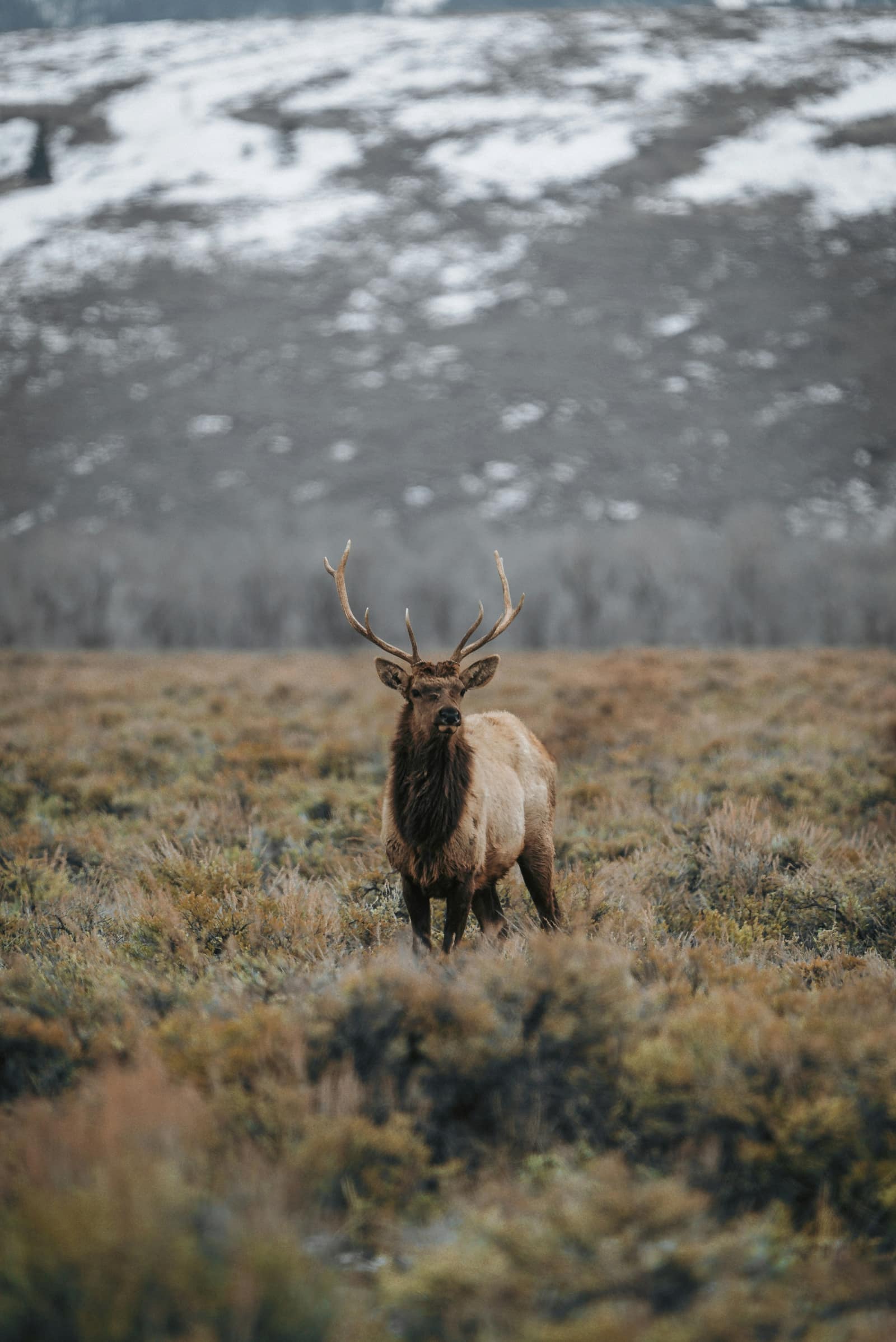 Jackson, Grand Teton National Park, Wyoming