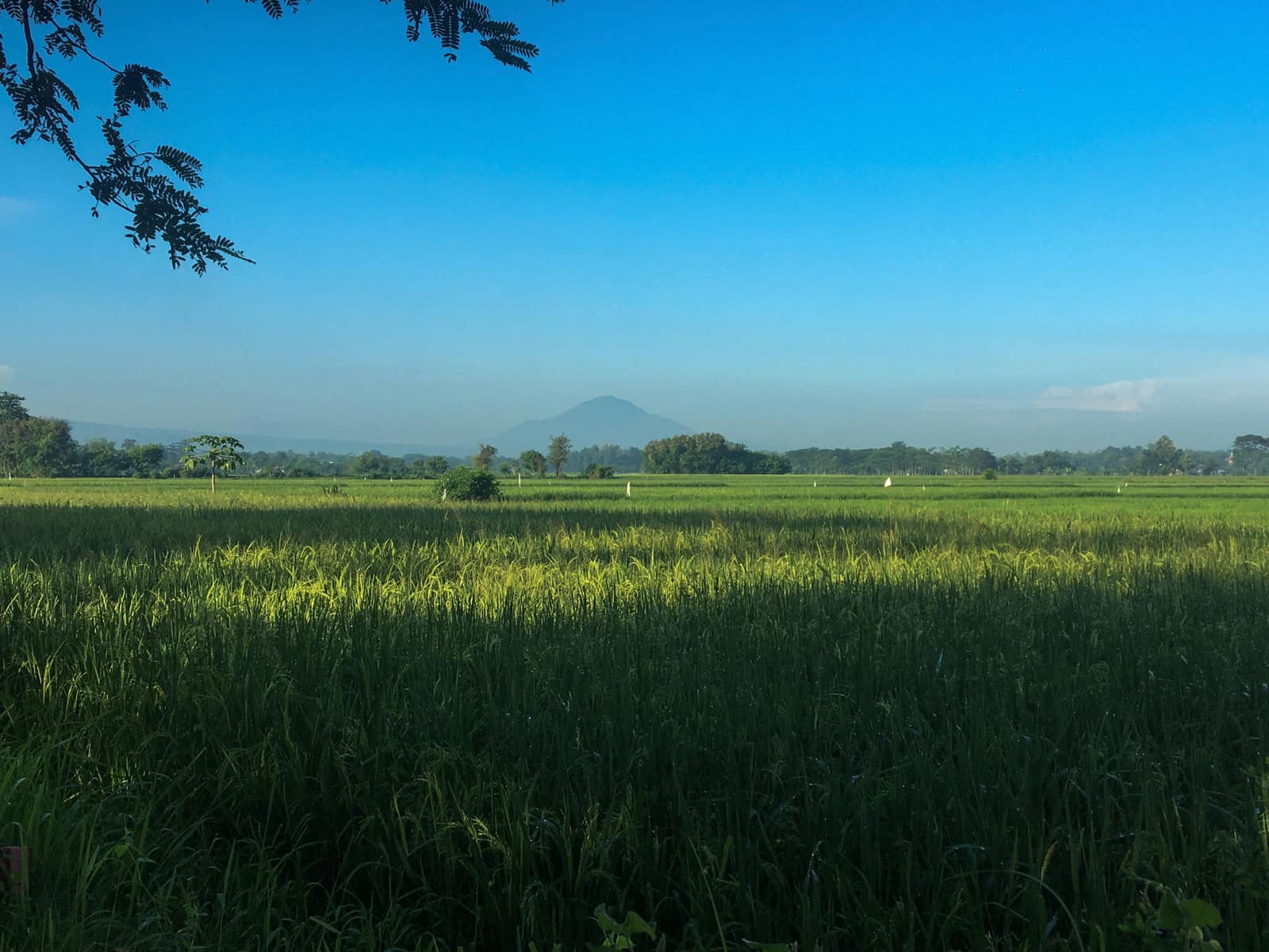 Probolinggo