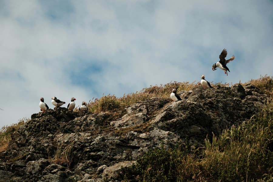 Skomer Island