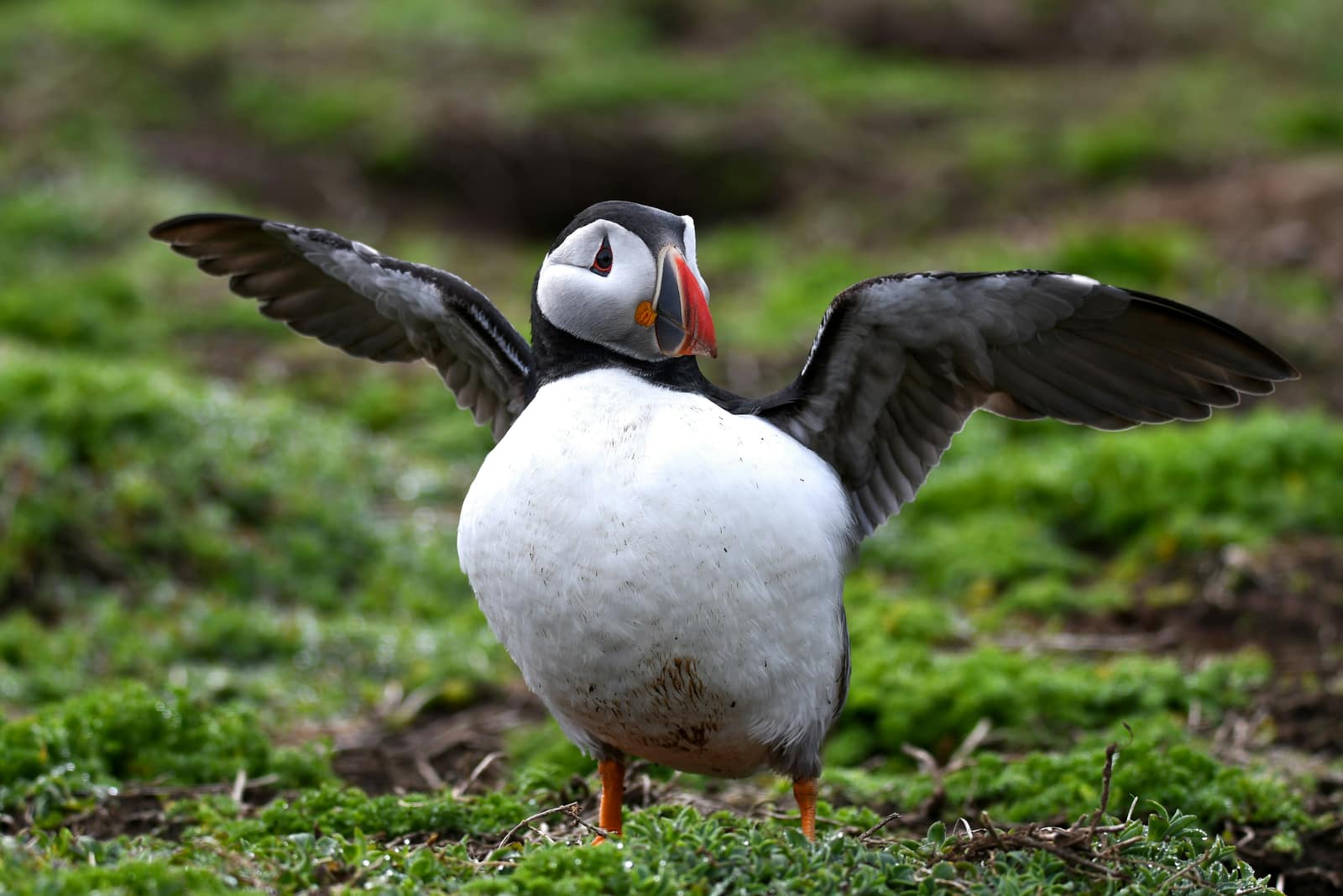 Skomer Island