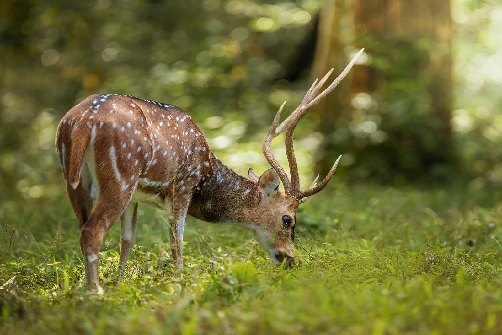 Periyar National Park