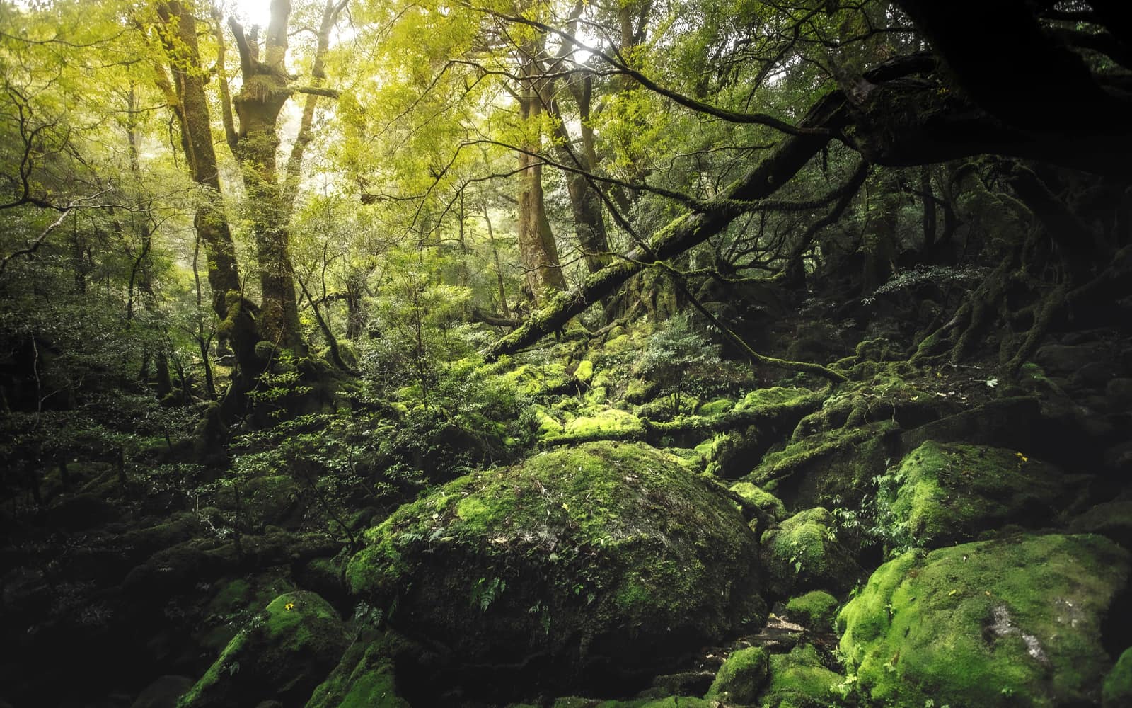 Yakushima