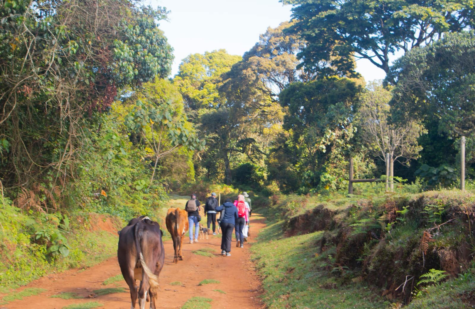 Aberdare National Park