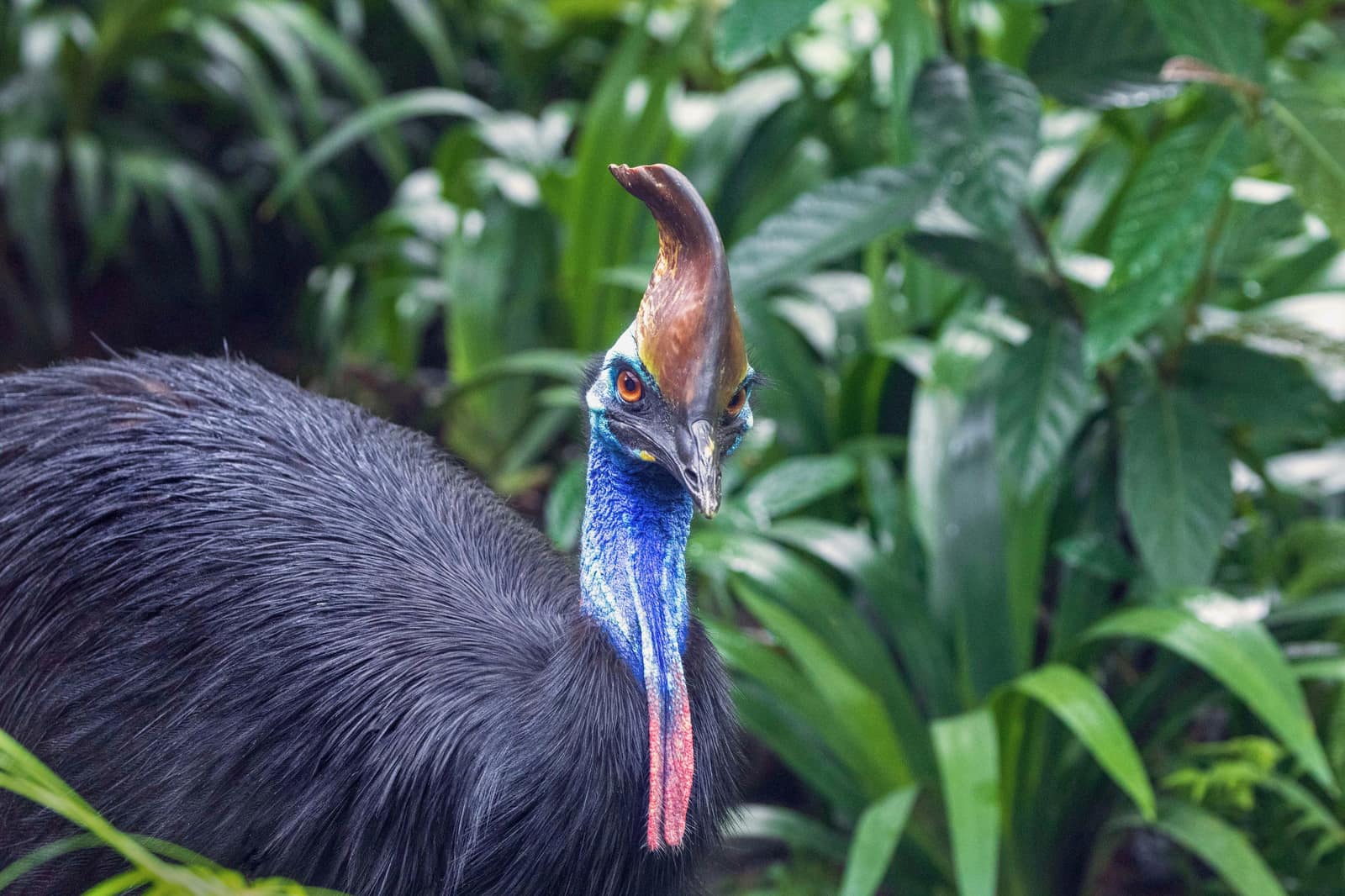 Kuranda