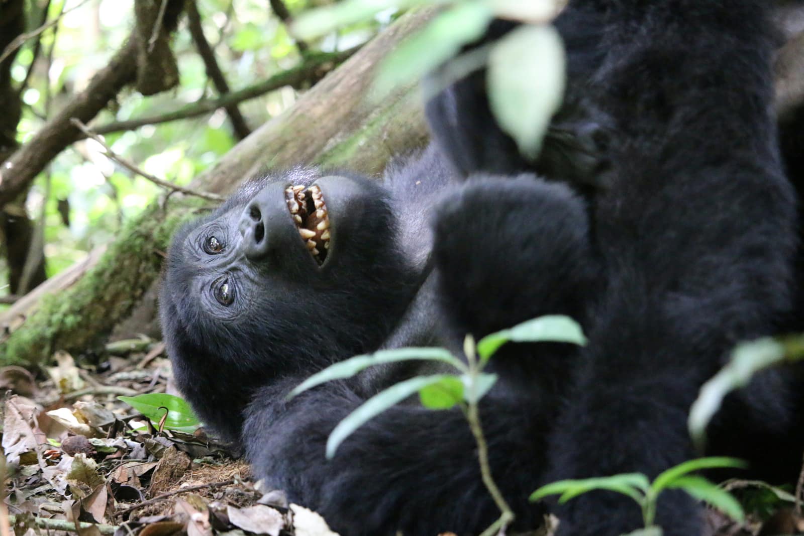 Bwindi Impenetrable Forest National Park